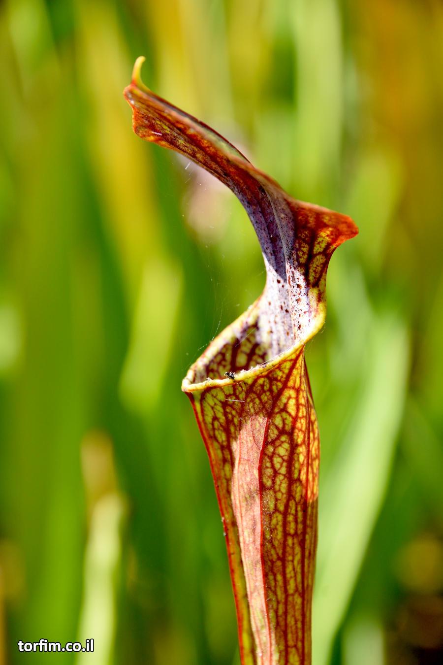 שופרית היברידית S. x 'Mellichampii'