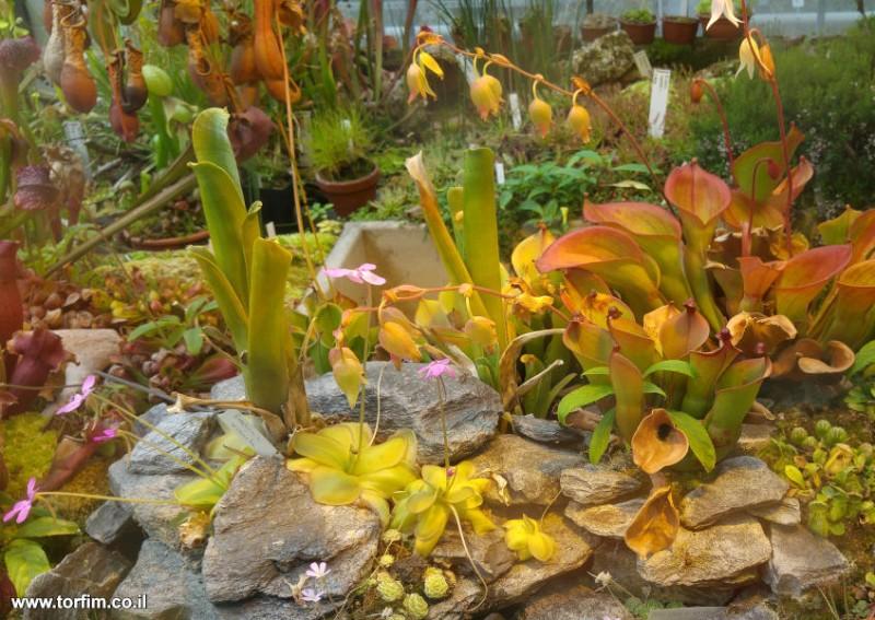 תצוגת צמחים טורפים בגנים הבוטאניים של אוניברסיטת פוטסדאם