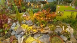 תצוגת צמחים טורפים בגנים הבוטאניים של אוניברסיטת פוטסדאם