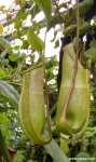 Nepenthes Luoisa