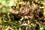 טללית Drosera rotundifolia