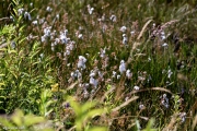 Narrow-leaved cottongrass - Eriophorum_angustifolium