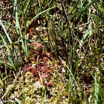 טללית Drosera rotundifolia