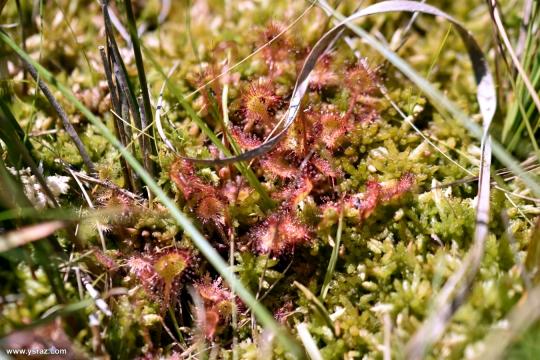 טללית Drosera rotundifolia
