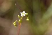 פרח טללית Drosera intermedia