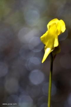 פריחת נאדיד קורנוטה (מקורנן) Utricularia cornuta