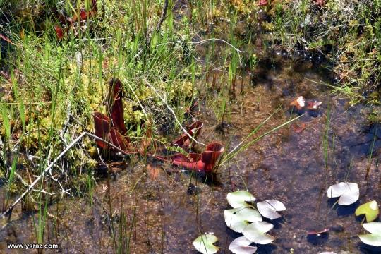 Sarracenia purpurea