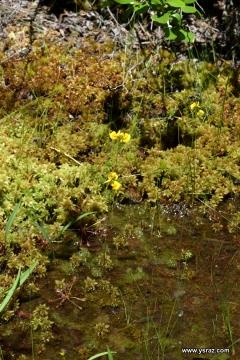 Drosera intermedia and Utricularia cornuta
