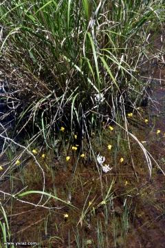 נאדיד קורנוטה (מקורנן) Utricularia cornuta