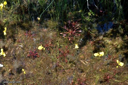 Drosera intermedia and Utricularia cornuta