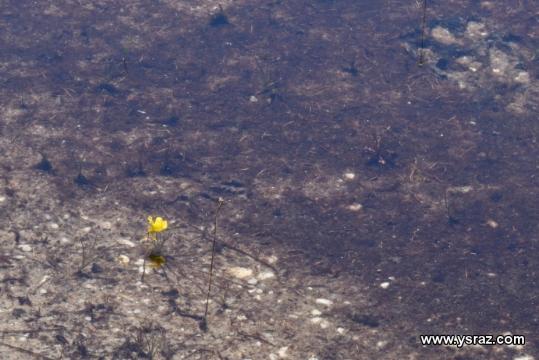 נאדיד קורנוטה (מקורנן) Utricularia cornuta