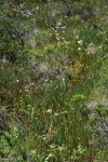 נאדיד קורנוטה (מקורנן) Utricularia cornuta