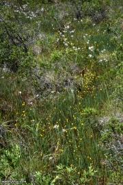 נאדיד קורנוטה (מקורנן) Utricularia cornuta