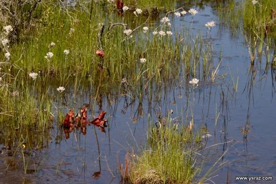 Sarracenia purpurea