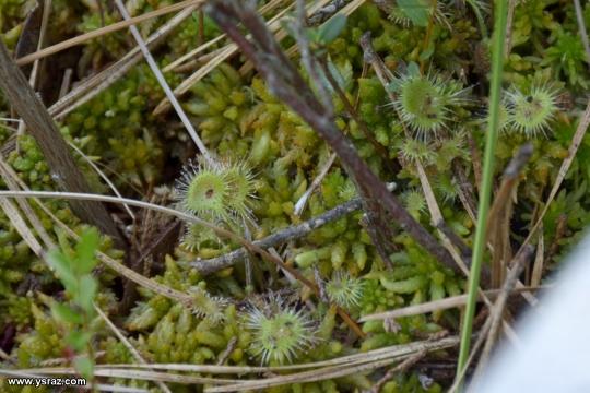 Drosera Rotundifolia