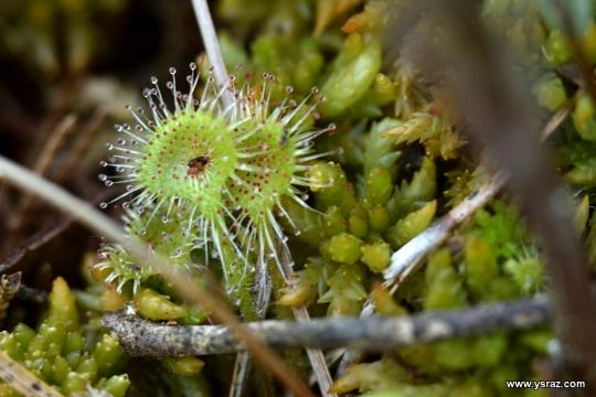 Drosera Rotundifolia
