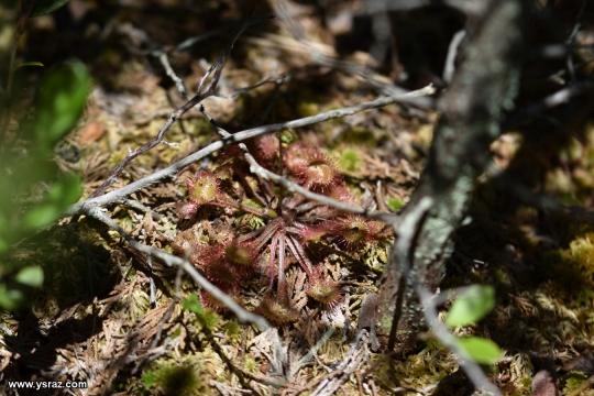 Drosera Rotundifolia