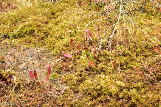 Sarracenia purpurea