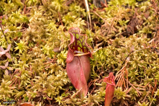 Sarracenia purpurea