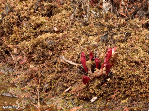 Sarracenia purpurea