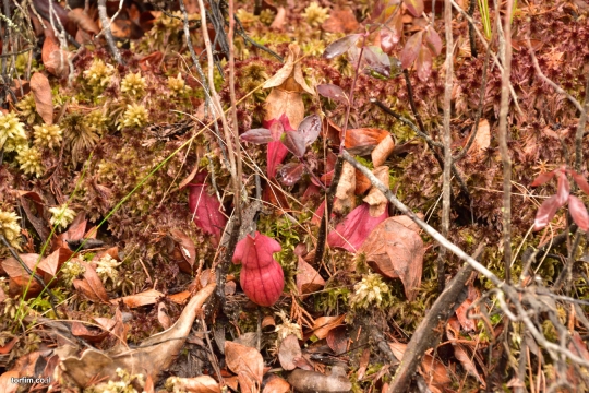 Sarracenia purpurea