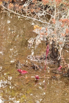 Sarracenia purpurea
