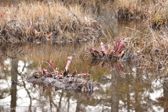 sarracenia_purpurea_3761