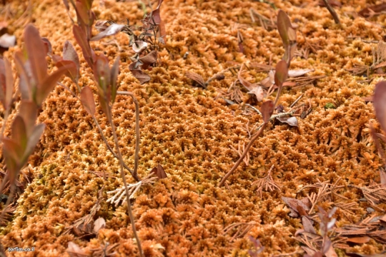Sphagnum moss
