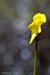 Utricularia cornata flower