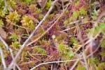 טללית עגולת העלה Drosera rotundifolia