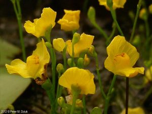 נאדיד עדין Utricularia gibba