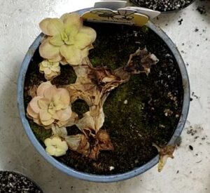 טחב - רע לחמאיות