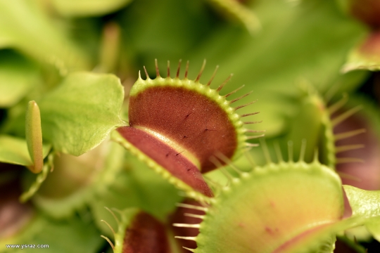 דיונאה Dionaea muscipula