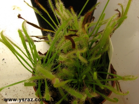 טללית קפנסיס אלבה Drosera capensis 'Alba'