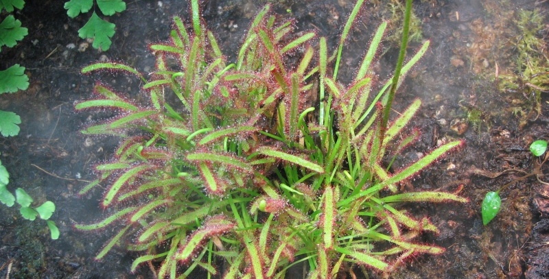 טללית קפנסיס מצויה Drosera capensis Typical