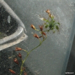 צמח טללית ניטידולה חדש שהתפתח על עמוד פריחה