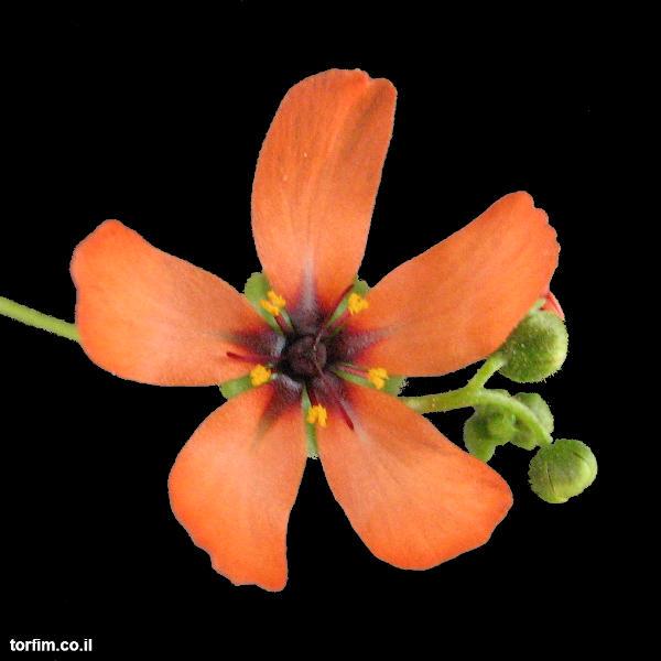 פרח טללית ננסית Drosera callistos