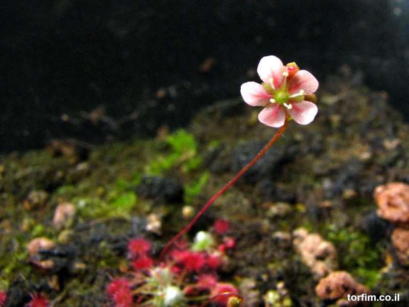 פריחת טללית ננסית Drosera occidentalis ssp australis