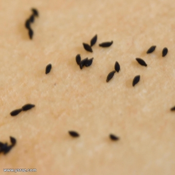 זרעי טללית טוקויאנסיס D. tokoiensis