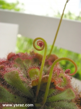 עמוד פריחה טללית אליס D. aliciae