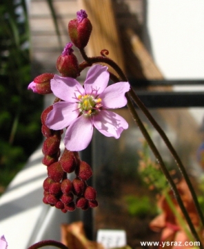 פריחת טללית אליס D. aliciae