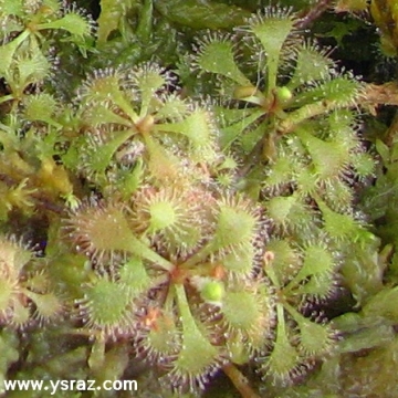 טללית D. brevifolia