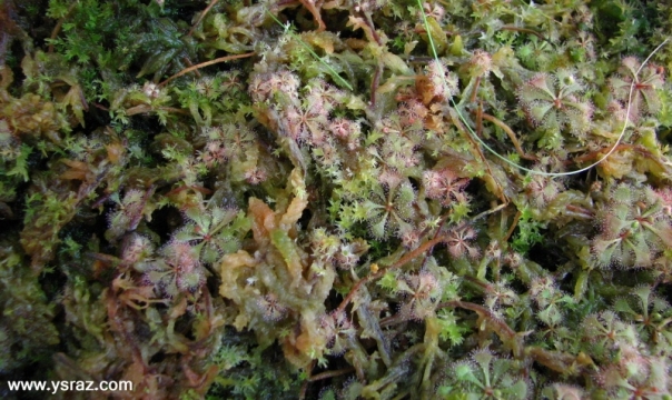 טללית D. brevifolia