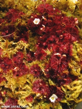 טללית D. brevifolia
