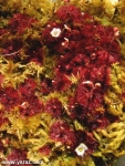 טללית Drosera brevifolia