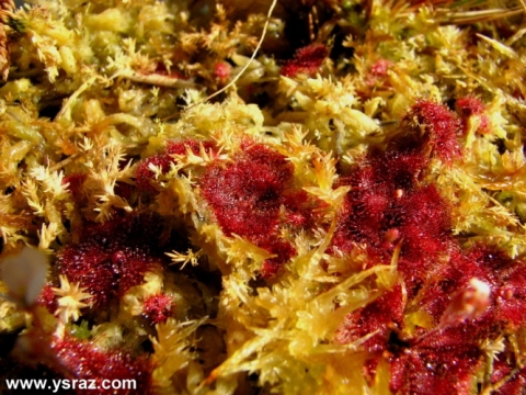 טללית D. brevifolia
