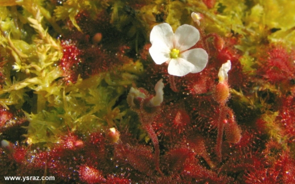 פריחת טללית D. brevifolia