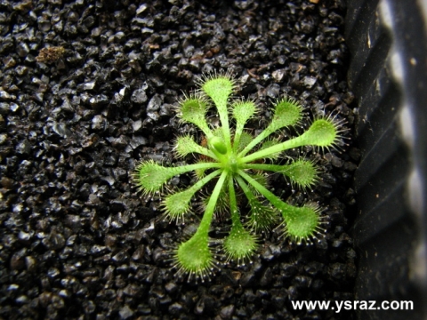 טללית טוקיינסיס D. Tokaiensis