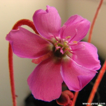 פריחת טללית אליס D. aliciae
