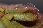 Drosera hamiltonii